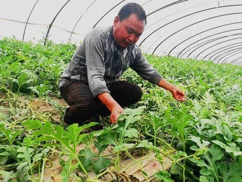 郑州吃瓜门,一场网络舆论的风波与反思