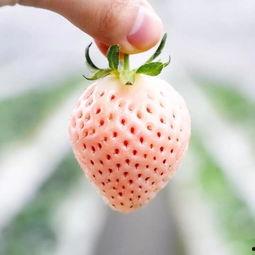 日本吃哈密瓜拉屎,哈密瓜成“导火索”，引发拉屎现象之谜