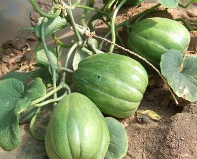 种瓜吃瓜的生活