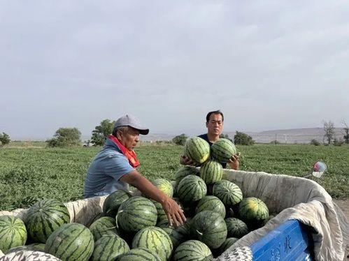 镐京学院吃瓜,揭秘校园热点背后的真相