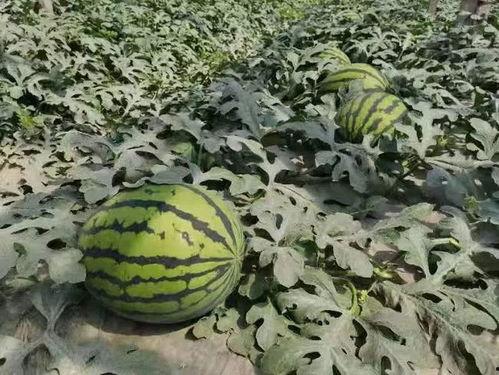 吃瓜群众种西瓜,夏日田园生活新体验