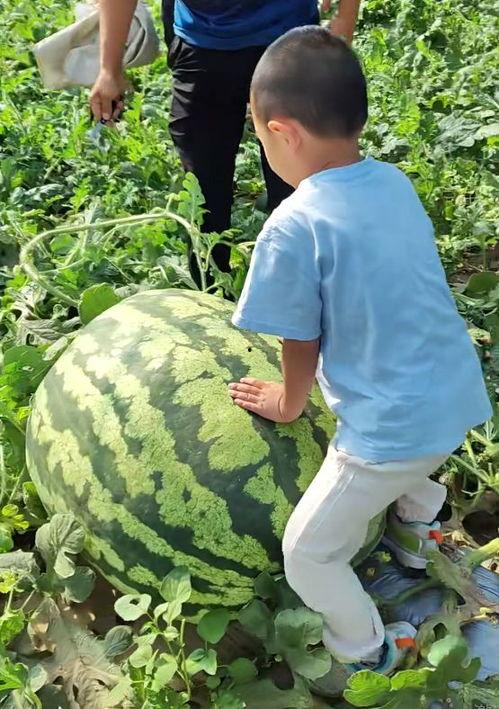 大西瓜吃瓜群众
