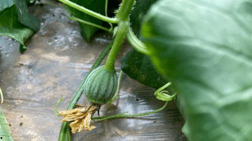 小时候吃的甜的瓜是什么,那曾经让我陶醉的瓜果时光