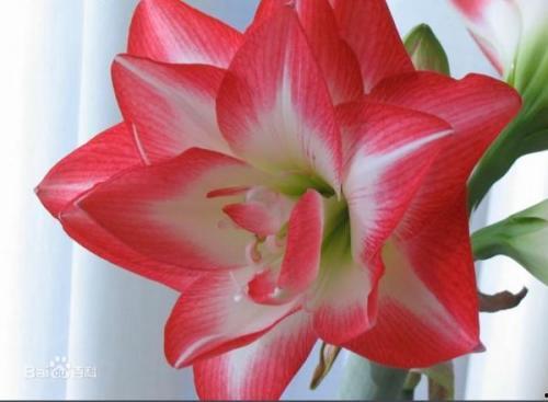 朱顶红吃瓜,揭秘植物界的“美食家”