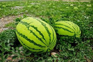 宁夏人怎么吃瓜,独特食瓜文化探秘