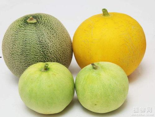 吃瓜齁嗓子原因,原因及应对策略