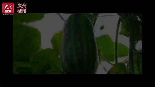 背景吃瓜群众视频,揭秘“吃瓜群众”视频背后的热点事件