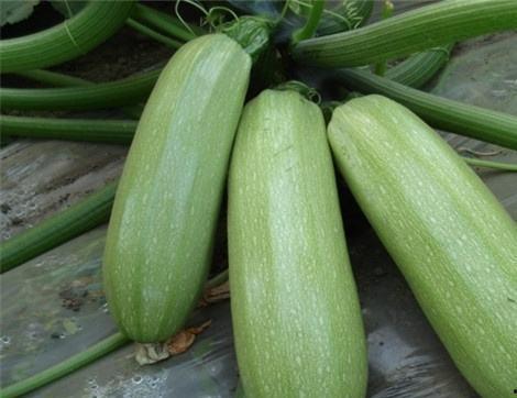 繁瓜吃有什么好处,健康生活新选择