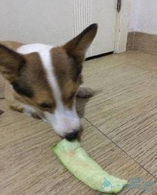 土狗吃瓜展,揭秘农村生活的趣味瞬间