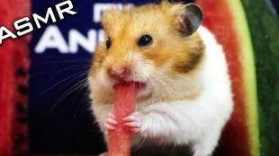 仓鼠吃瓜声音,揭秘仓鼠吃瓜的独特乐章