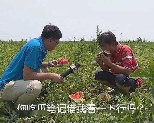 阿姨吃瓜图,夏日休闲时光的温馨瞬间