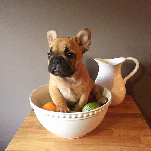 狗狗可以吃高瓜咩,高瓜咩，营养美味两不误