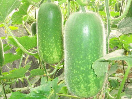 吃瓜种瓜的图片,吃瓜种瓜两不误，共享田园生活乐趣