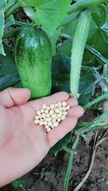 野槐瓜怎么吃,探索自然美味的新境界