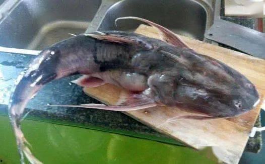 老鱼吃瓜,揭秘娱乐圈背后的那些事儿