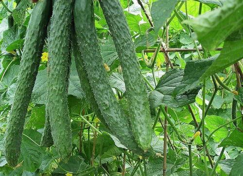 51吃瓜每日吃瓜校园,每日校园热点，一网打尽吃瓜盛宴