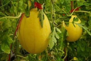 莱芜吃瓜群,揭秘民间热点事件背后的故事