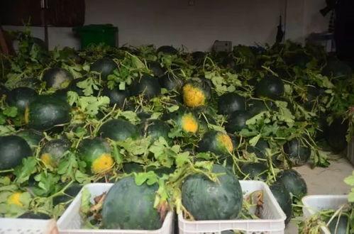 吃山瓜啦,吃山瓜啦，共享自然馈赠