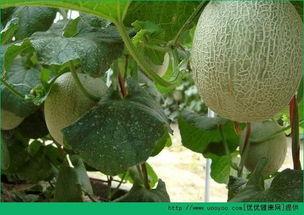 吃黄哈密瓜发胖吗