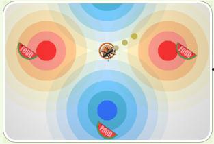 蚂蚁吃瓜手工,揭秘昆虫界的“美食家”