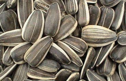 吃瓜留籽,揭秘瓜果种植的奥秘与技巧