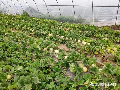 陈大瓜为什么吃瓜,揭秘“吃瓜群众”背后的故事