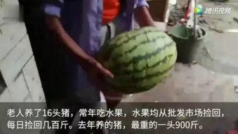 各种吃瓜视频,揭秘热门吃瓜视频背后的故事