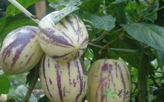 吃西药可以吃茄瓜吗,安全搭配指南