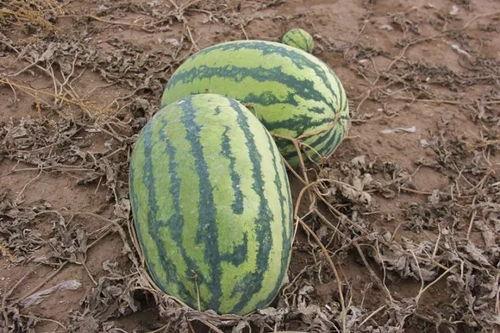 小麻吃瓜,揭秘娱乐圈那些不为人知的幕后故事