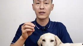 猫咪吃西瓜吃哈密瓜