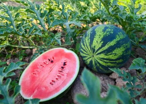 被吃瓜背刺,揭秘娱乐圈背后的真相与风波